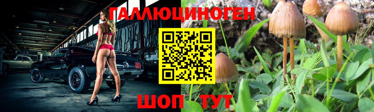 Галлюциногенные грибы Psilocybe Новокузнецк